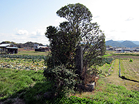 【写真20】野々宮跡