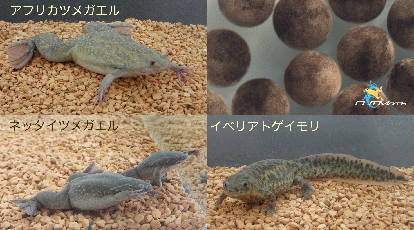 C.人工筋肉で動くミミズ型ロボットを作って動かしてみよう!