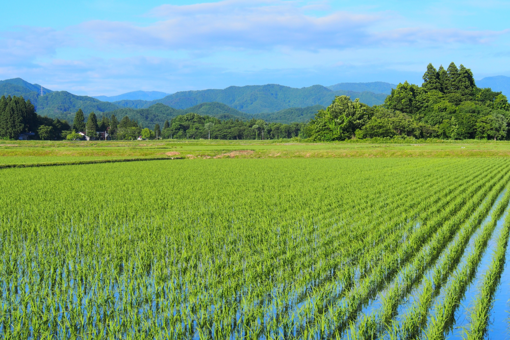 こちらは現在編集中/テスト公開中です【無料公開講座44(土)開催】日本の食料・農業・農村の問題を考える