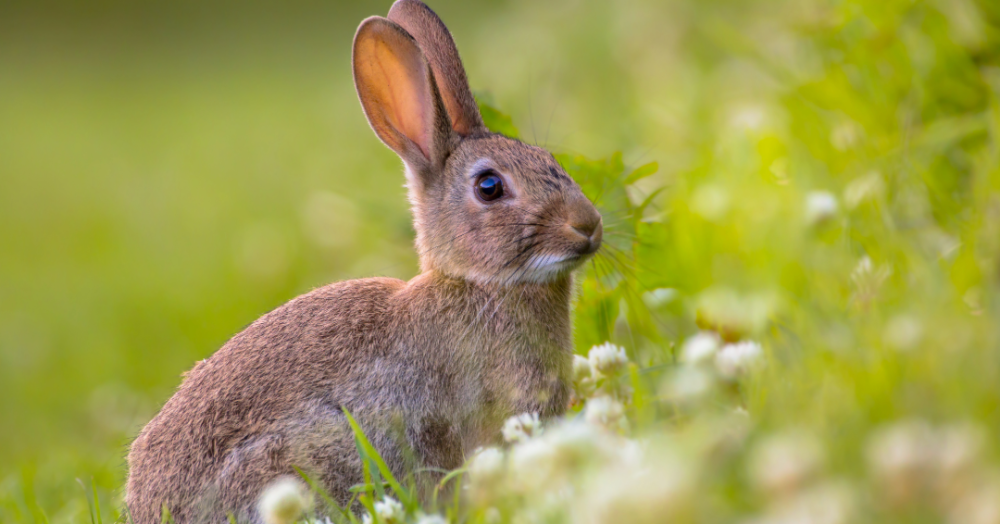 英国文化と動物の世界　－動物から読むイギリスの歴史・社会・文学－